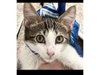 Gizmo, Domestic Shorthair For Adoption In Spring, Texas