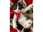 Tiny 3, Domestic Shorthair For Adoption In Spring, Texas