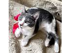 Bat Girl, Domestic Shorthair For Adoption In Spring, Texas