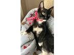 Mike, Domestic Shorthair For Adoption In Spring, Texas