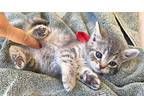Bonaire, Domestic Shorthair For Adoption In Spring, Texas