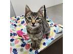 Little Guy, Domestic Shorthair For Adoption In Los Angeles, California