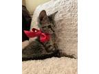Andrew, Domestic Shorthair For Adoption In Spring, Texas
