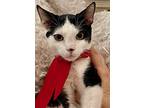 Patrick, Domestic Shorthair For Adoption In Spring, Texas