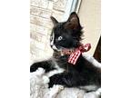 Cinderella, Domestic Shorthair For Adoption In Spring, Texas