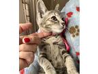 Sandy, Domestic Shorthair For Adoption In Spring, Texas