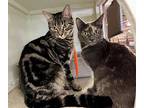 Jamaica (bonded Pair), Domestic Shorthair For Adoption In Bolton, Connecticut