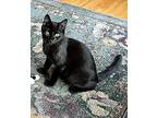 Scout, Domestic Shorthair For Adoption In Lebanon, Oregon