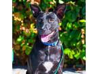 Yanna, Terrier (unknown Type, Medium) For Adoption In Sunnyvale, California