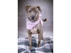 Mama Katheryn, American Staffordshire Terrier For Adoption In Chula Vista