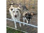 Ace, Labrador Retriever For Adoption In Spruce Grove, Alberta