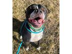 Chase, American Pit Bull Terrier For Adoption In Warren, Michigan