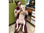 Gestalt, American Pit Bull Terrier For Adoption In Warren, Michigan