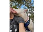 Astro, American Pit Bull Terrier For Adoption In Birmingham, Alabama