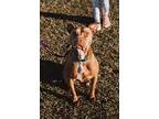 Star, American Pit Bull Terrier For Adoption In Birmingham, Alabama