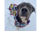 Leo, American Pit Bull Terrier For Adoption In Warren, Michigan