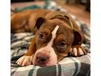 Tyce, American Staffordshire Terrier For Adoption In Warren, Michigan