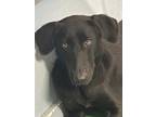 Darling 23, Retriever (unknown Type) For Adoption In Brookhaven, Mississippi