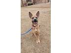Robin, American Staffordshire Terrier For Adoption In Okc, Oklahoma