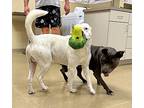 Spot, American Pit Bull Terrier For Adoption In Scottsdale, Arizona