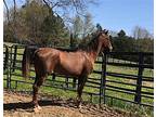 Manhattan's Praise Worthy (paisley), Saddlebred For Adoption In Cottontown