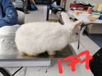 Jon Snow Rabbit #177, Rex For Adoption In South Abington Twp, Pennsylvania