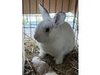 Sharpie Rabbit #2, Rex For Adoption In South Abington Twp, Pennsylvania