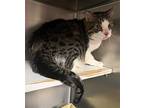Peetoo, Domestic Shorthair For Adoption In Stanhope, New Jersey