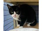 Barn Cat - Ginnee (and Lennee), Domestic Shorthair For Adoption In Colmar
