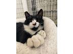 Prescott, Domestic Shorthair For Adoption In San Luis Obispo, California