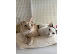 Rocco & Paisley, Domestic Shorthair For Adoption In San Luis Obispo, California