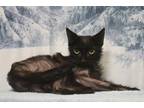 Pippy, Domestic Shorthair For Adoption In West Chester, Pennsylvania