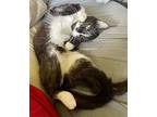 Taylor, Domestic Shorthair For Adoption In Sterling Heights, Michigan