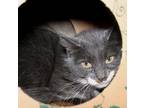 Cass, Domestic Shorthair For Adoption In West Chester, Pennsylvania
