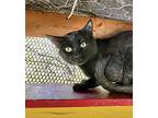 Puddy Cat, Domestic Shorthair For Adoption In Williamsburg, New Mexico