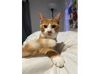 Pumpkin, Domestic Shorthair For Adoption In Mount Pleasant, Texas