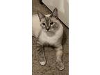 Parker, Siamese For Adoption In Mount Pleasant, Texas