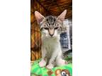 Itsy Bitsy, Domestic Shorthair For Adoption In Stanhope, New Jersey