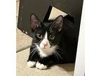 Lainy, Domestic Shorthair For Adoption In Wayne, New Jersey