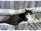 Dudley Adult Male, Domestic Shorthair For Adoption In Morehead, Kentucky