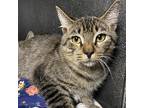 Pete, Domestic Shorthair For Adoption In St Augustine, Florida