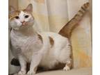 Skipper, Domestic Shorthair For Adoption In West Chester, Pennsylvania