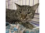 Tybee, Domestic Shorthair For Adoption In St Augustine, Florida