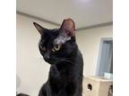 Pumpernickel, Domestic Shorthair For Adoption In St Augustine, Florida