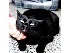 Cleo, Domestic Shorthair For Adoption In West Chester, Pennsylvania