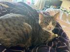 Patty, Domestic Shorthair For Adoption In West Chester, Pennsylvania