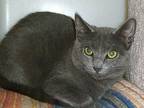 Dali, Domestic Shorthair For Adoption In Carmel, New York