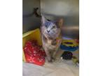 Lil, Domestic Shorthair For Adoption In Winchester, Tennessee