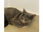 Luna, Domestic Shorthair For Adoption In Pitman, New Jersey