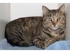Jade, Domestic Shorthair For Adoption In West Chester, Pennsylvania